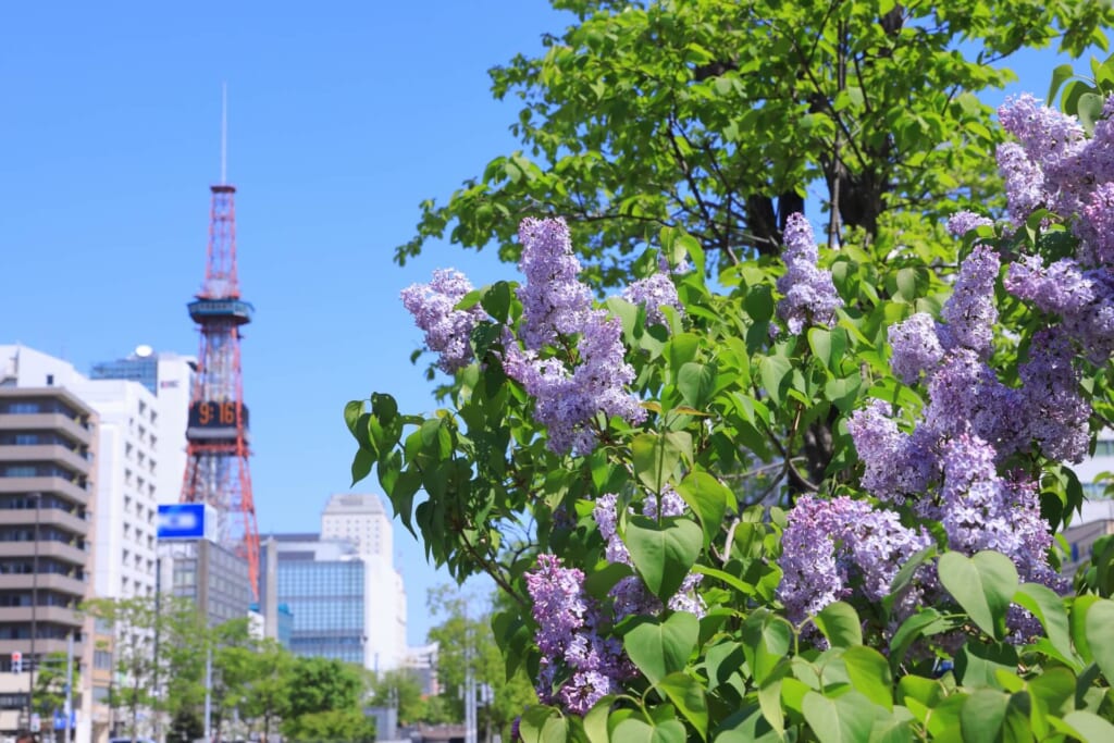 Lilac flowers, Sapporo iconic flower