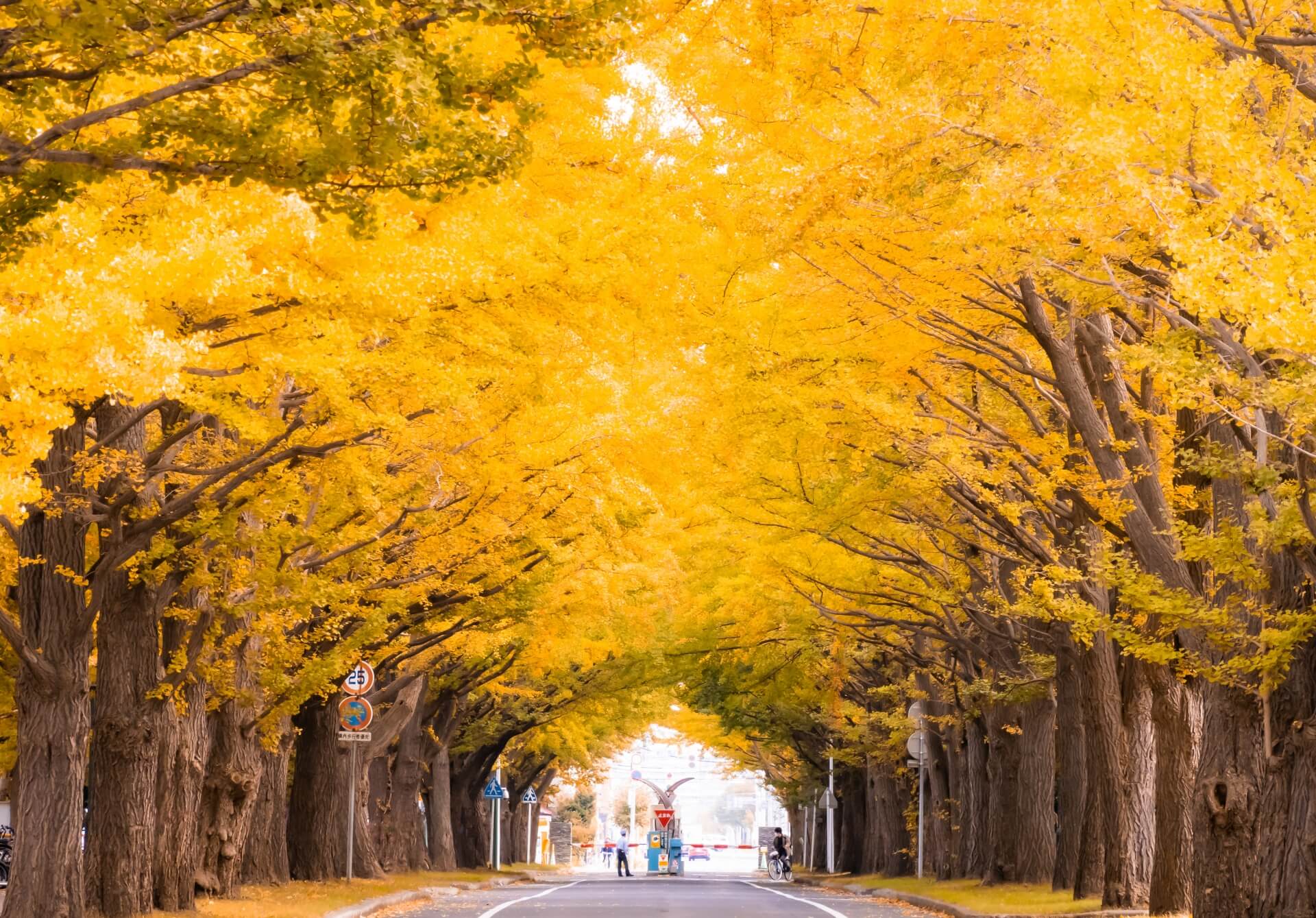 Ginkgo aisle in Hokkaido University in Sapporo Kita-ku